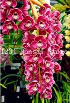 100  pcs Rare Cymbidium Orchid Plant African Cymbidiums Flores,Phalaenopsis Bons - £3.58 GBP