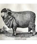 Sweepstakes Spanish Merino Ram 1863 Victorian Agriculture Animals Art DWZ4A - €42,79 EUR