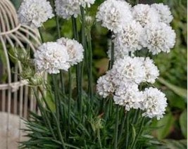White Sea Thrift Perennial Flower Live Plants Ground Cover Great For Gif... - £22.57 GBP