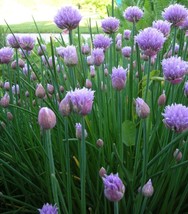 seeds chives - herb 300 $1.69 max. per order - $6.43