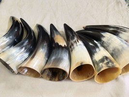 Original Buffalo Horn I Handmade Buffalo Horn Set I 6 Inch to 8 Inch Ale Viking  - £56.09 GBP