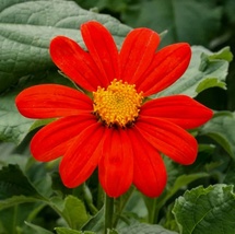50 Seeds Per Packet Mexican Sunflower Tithonia Non-GMO - $7.90