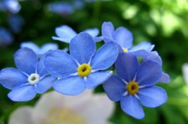 Forget Me Not flower Seeds - Makes you Remember the Beauty in this World - $6.23