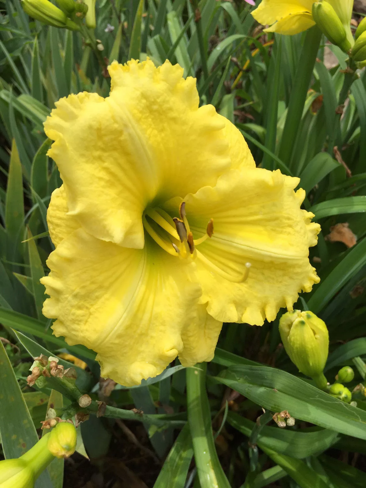 Daylily SUPREME PLEASURE Hemerocallis Perennial Flower ~ DF or 2 Plants - $532.83 MXN