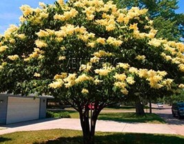 Yellow Lilac Flower Seeds Garden USA Shipping - $6.90