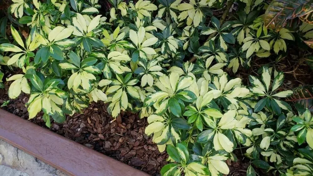 Arboricola Variegated Schefflera Trinette Live Plants Vibrant Green &amp; - £30.99 GBP