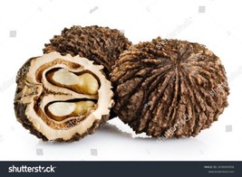 3 Lbs Large Indiana Black Walnuts In Shell - 2023 Crop Baking Or Squirrel Food - £22.25 GBP