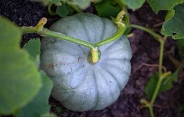 2 Blue Pumpkin Plants In A 4&quot; Pot 4-6&quot; Tall Live Plant Seedlings Vegetab... - $15.99