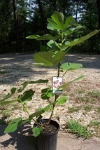 Texas Everbearing Fig Tree Healthy Garden Plants Plant Figs Trees Eat Fruit - $140.60