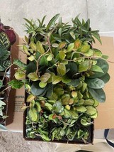 BubbleBloom Hoya Assortment Growers Choice Mix Wholesale Bulk Plants 2 i... - $504.68