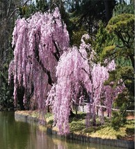 Fresh  5+ Pink weeping cherry tree cuttings:  Free shipping!! - $16.99