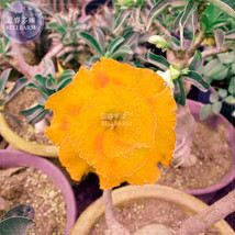 Golden Adenium Desert Rose Flower Seeds 2 seeds 3 layer big blooms new variety h - £7.85 GBP