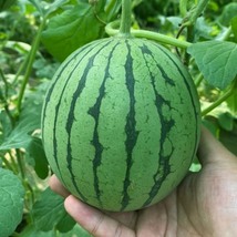 &#39;Xiaoyu Peeling&#39; Series Watermelon, 20 Seeds D - £32.76 GBP