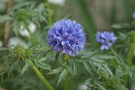 50 Globe Gilia Flower Seeds Beautifully Scented Annual Easy To Grow Fresh Garden - £10.11 GBP