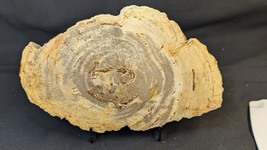Petrified Wood Large Decorative Crystal Slice ≥7.0&quot; &amp; over 28 oz (Item #13) - $1,014.06 MXN