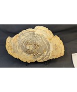 Petrified Wood Large Decorative Crystal Slice ≥7.0&quot; &amp; over 28 oz (Item #13) - $76.69 CAD