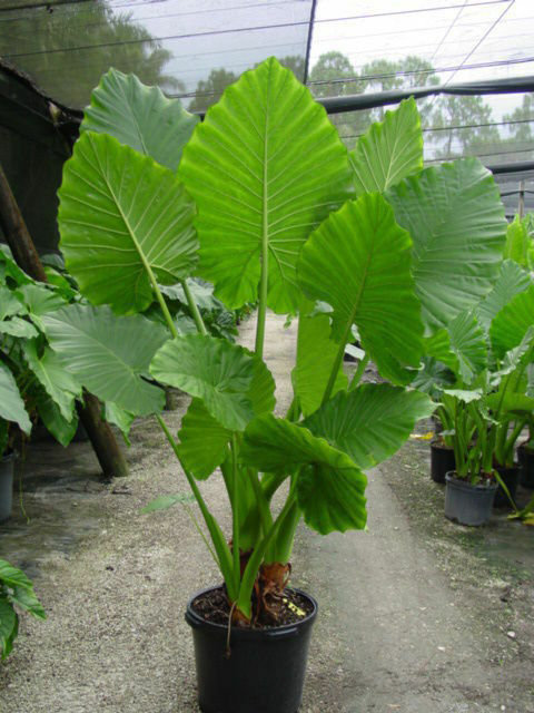Alocasia - 'Portora' - Elephant Ear Live Plant
