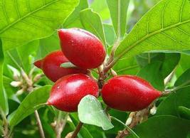 5 Seeds Miracle Fruit Tree Seeds Plant Home Plant Easy To Grow EBLY - £20.55 GBP