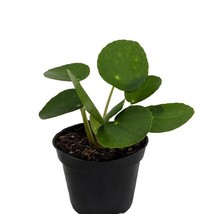 S Chinese Money Plant Pilea Peperomiodes 2.5 Inch Pot Beautiful Garden USA Selle - $27.47