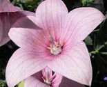 Balloon Flower- Platycodon Grandiflorus-  Rose/Pink-25 Pure  Seeds - $9.88