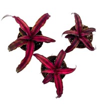 Cryptanthus Bivittatus, 2 inch Set of 3, Dark Red Earth Star Tiny Mini Pixie Pla - £18.55 GBP