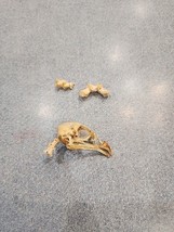 NK64 Golden Pheasant Bird Skull Taxidermy - £19.86 GBP