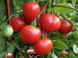 SGH 50 Seeds Polar Star Tomato Tomatoe Vegetable Garden Edible Canning - $5.49