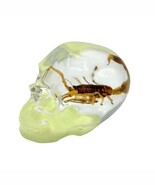 Real GOLDEN SCORPION In Skull Genuine INSECT Glow In Dark Lucite Paper W... - $584.69 MXN