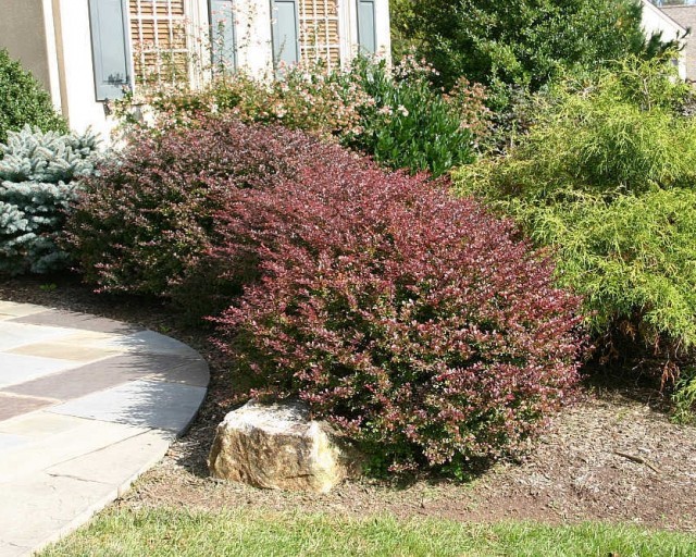 Berberis Thunbergii Atropurpurea (Japanese Barberry) 10 seeds