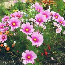 200 Seeds Of Cosmos Radiance Heirloom Pink Flowers - £7.02 GBP