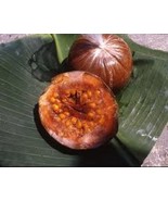 FREE SHIPPING 10 seeds Borojo Fruit Tree {Albertia patinoi} Organic Supe... - $12.99