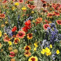 Bloomys 500 Seeds Wildflower Mix Seeds Drought Resistant 25 Species Dry Area Non - £7.75 GBP