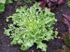 Lettuce, Endive Broadleaf Batavian, Heirloom, Organic 200+ Seeds, Tasty Lettuce - $5.93