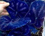 Navy Blue Coleus Flowers Easy To Grow Garden 30 Pure Seeds - £4.73 GBP