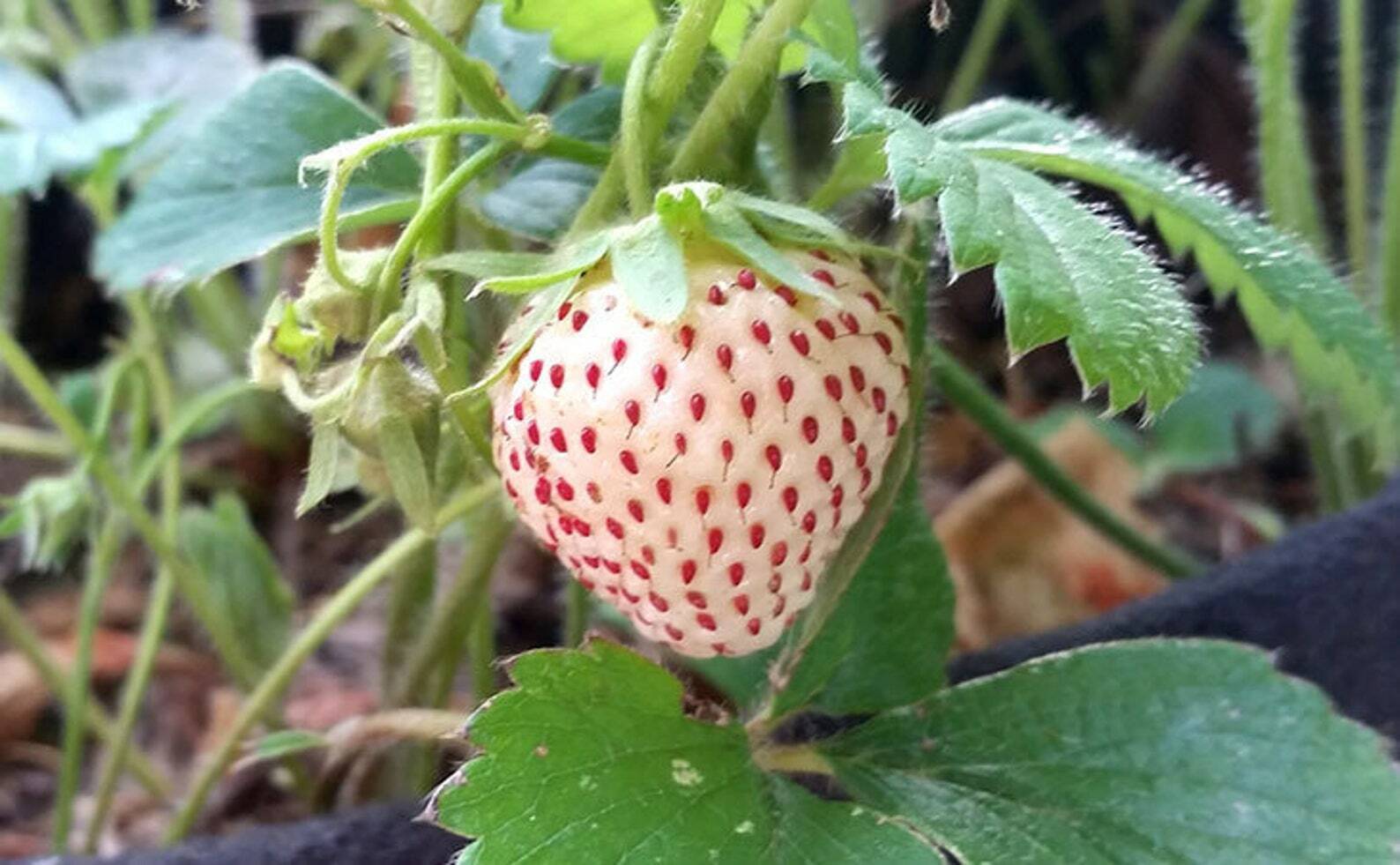 Organic Strawberry / PINEBERRY PLANTS - small bare root 4 count U.S.A - £14.82 GBP