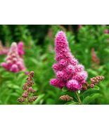 Douglas Spirea 3 yr old plant (Spiraea douglasii ) Native, Pink Fragrant... - €27,98 EUR+