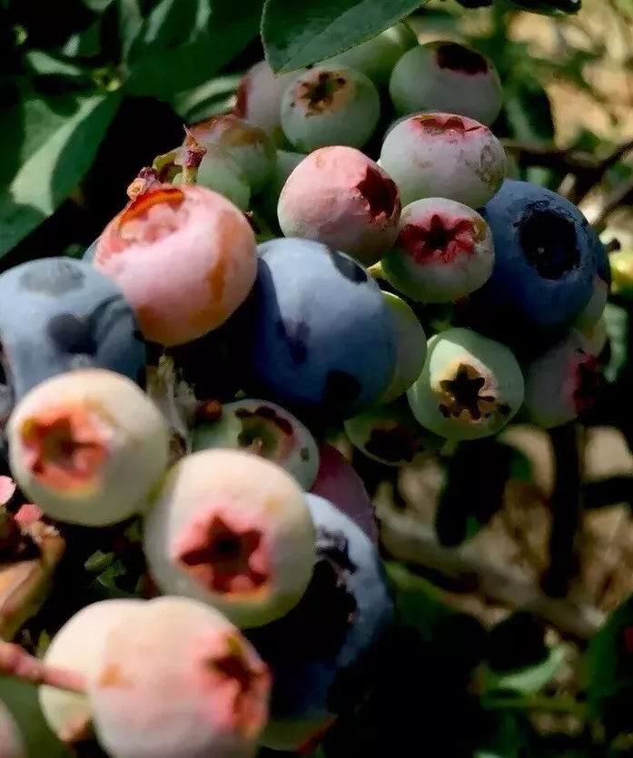 TifBlue Blueberry 5 Live Plant Cuttings Scion Grow Food Fruit Bush Rabbi... - $34.50