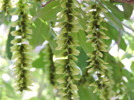 KKG Pterocarya Stenoptera Shade Tree 15 Seeds Ornamental Wingnut Fresh G... - $8.89