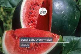 Sugar Baby Watermelon Seeds | Heirloom, Non-GMO | 6-12 lb Fruit | 80 Day... - $4.99+