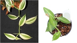 Variegated Green Vanilla Orchid V. planifolia Variegata 4&quot; Pot - living room  - £65.38 GBP
