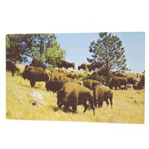 Postcard Buffaloes Custer State Park Black Hills South Dakota Chrome Unposted - £5.39 GBP