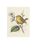 Delicate Bird Art Print on Satin Canvas, Bird Decor Wall Art - $923.47 MXN
