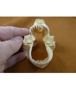 SJ220-107 Rare 2.75&quot; KITEFIN SHARK jaw jaws t**th Dalatias licha dogfish... - $540.13 CAD