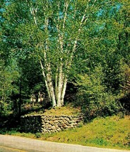 Petersborough New Hampshire NH White Birches Vtg 1955 Chrome Postcard - $3.91