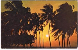 Florida Postcard Magnificent Sunrise In The Palms - £1.14 GBP