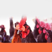 FeatherGuard™ Poultry Beak Protectors - £10.97 GBP