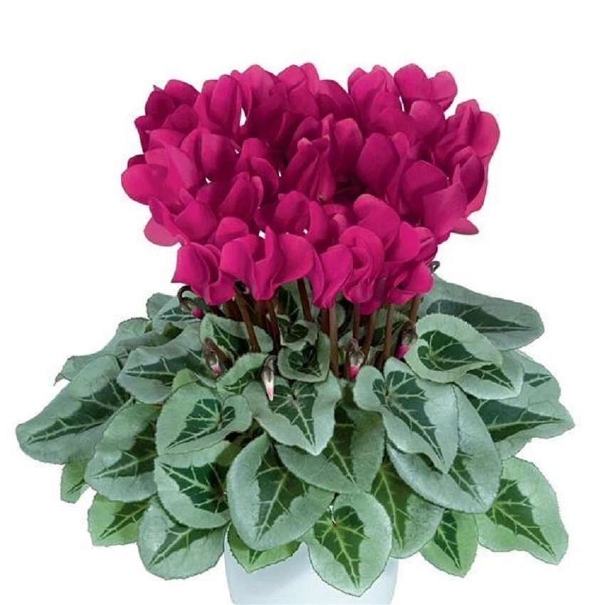 Cyclamen Seeds 15 Seeds Cyclamen Metalis Magenta - €20,80 EUR