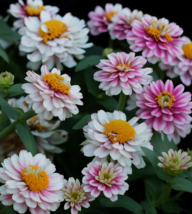 100 Zahara Double Raspberry Ripple Zinnia Seeds, Unique Bicolor - €11,11 EUR