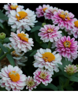 100 Zahara Double Raspberry Ripple Zinnia Seeds, Unique Bicolor - $12.99