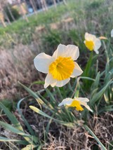 50 ICE FOLLIES daffodil bulbs image 3